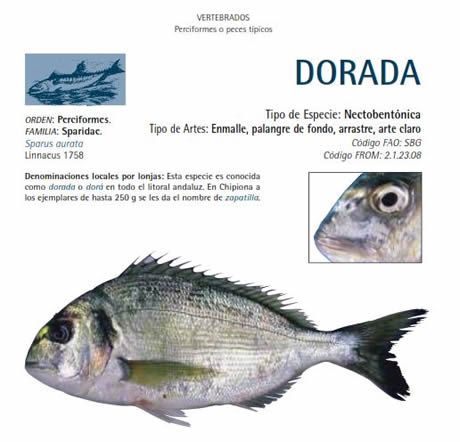 Especies pesquera baja litoral andaluz