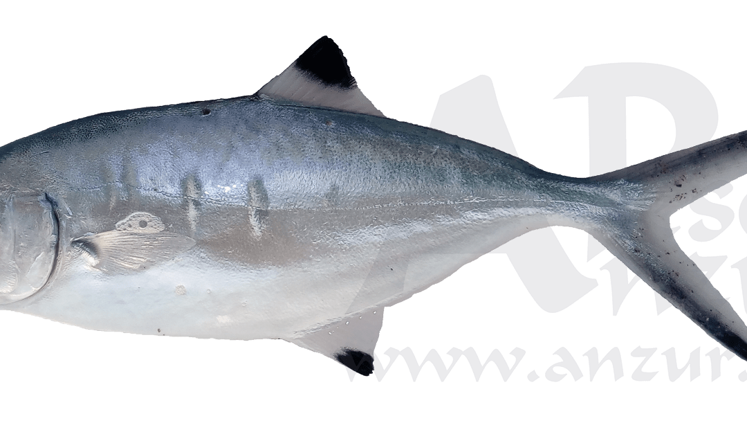 Captura Palometa Oct17