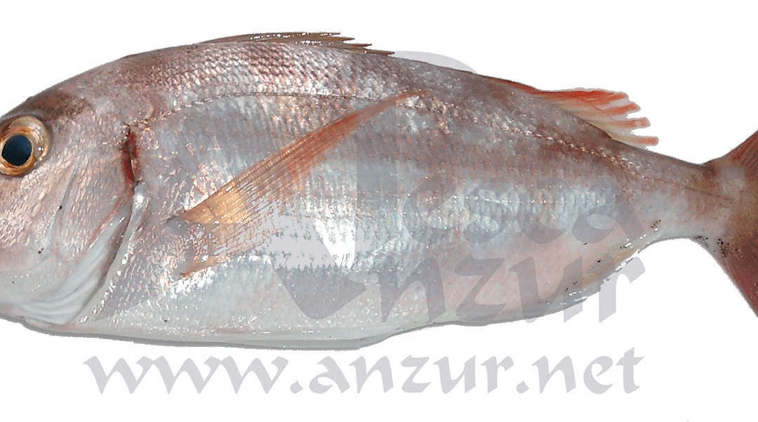 Pargo
