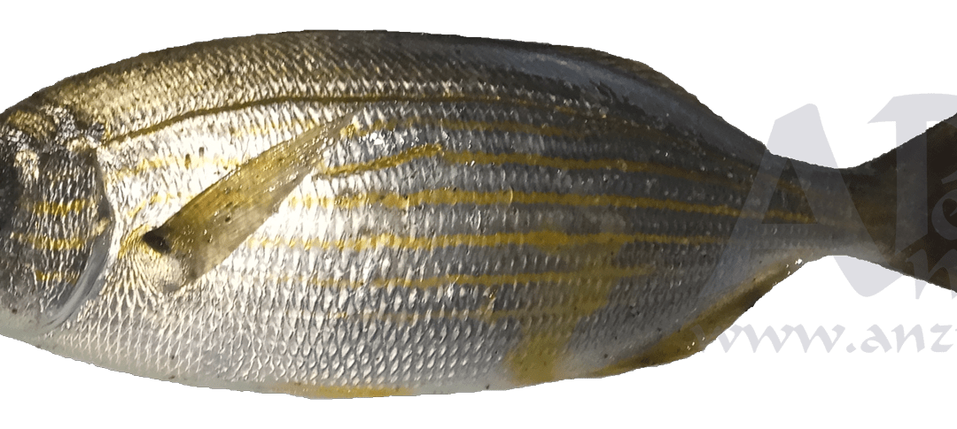 Salema