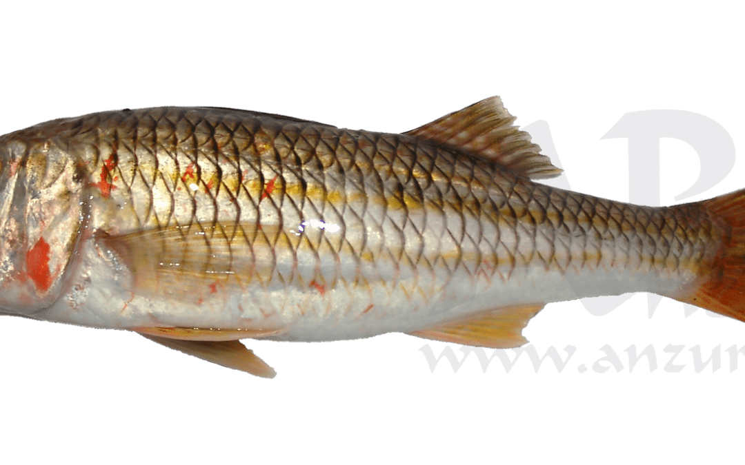 Salmonete