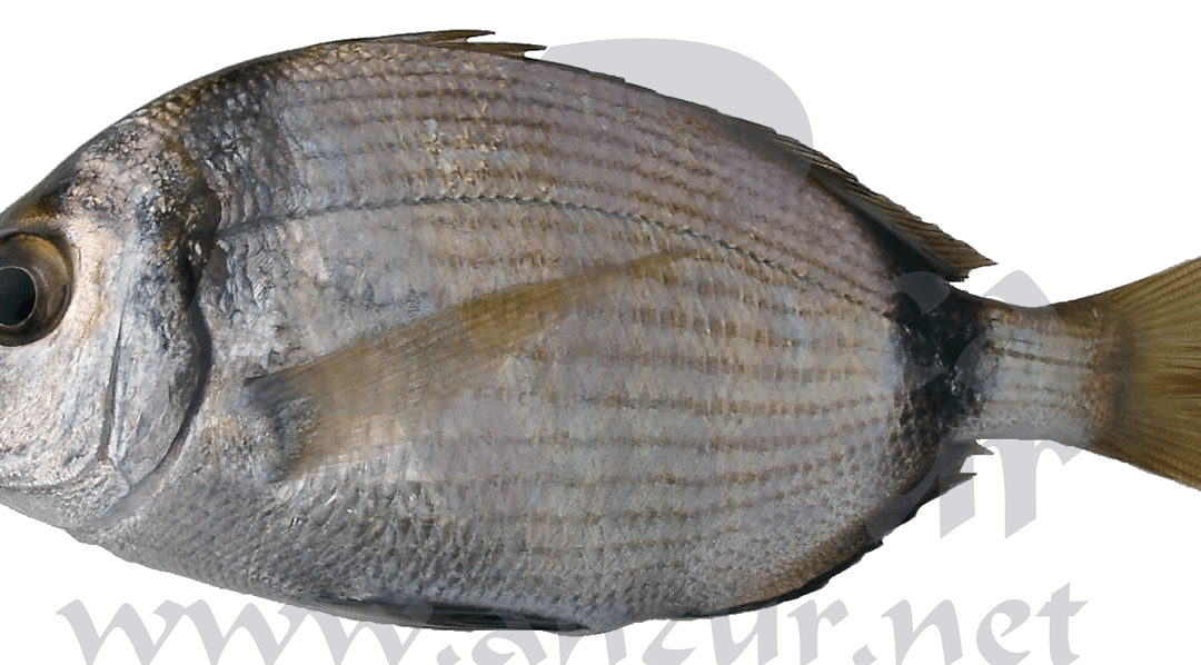 Sargo Mojarra