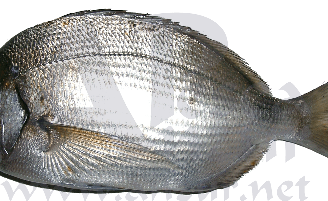 Sargo
