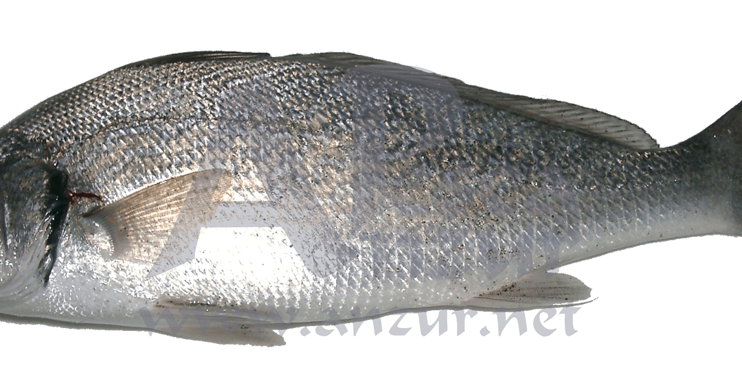 Verrugato