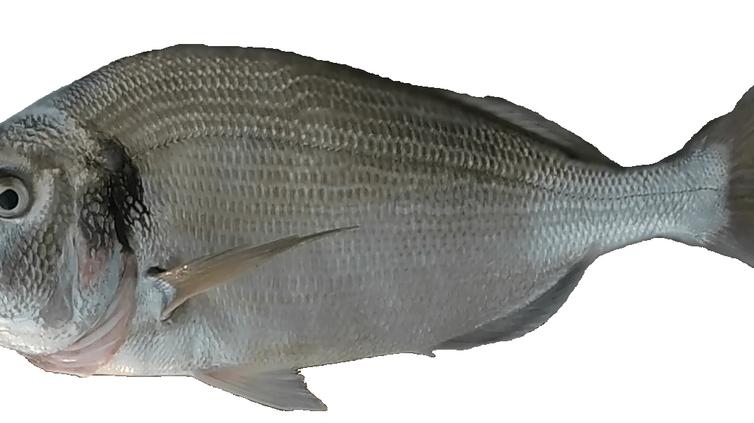 Dorada