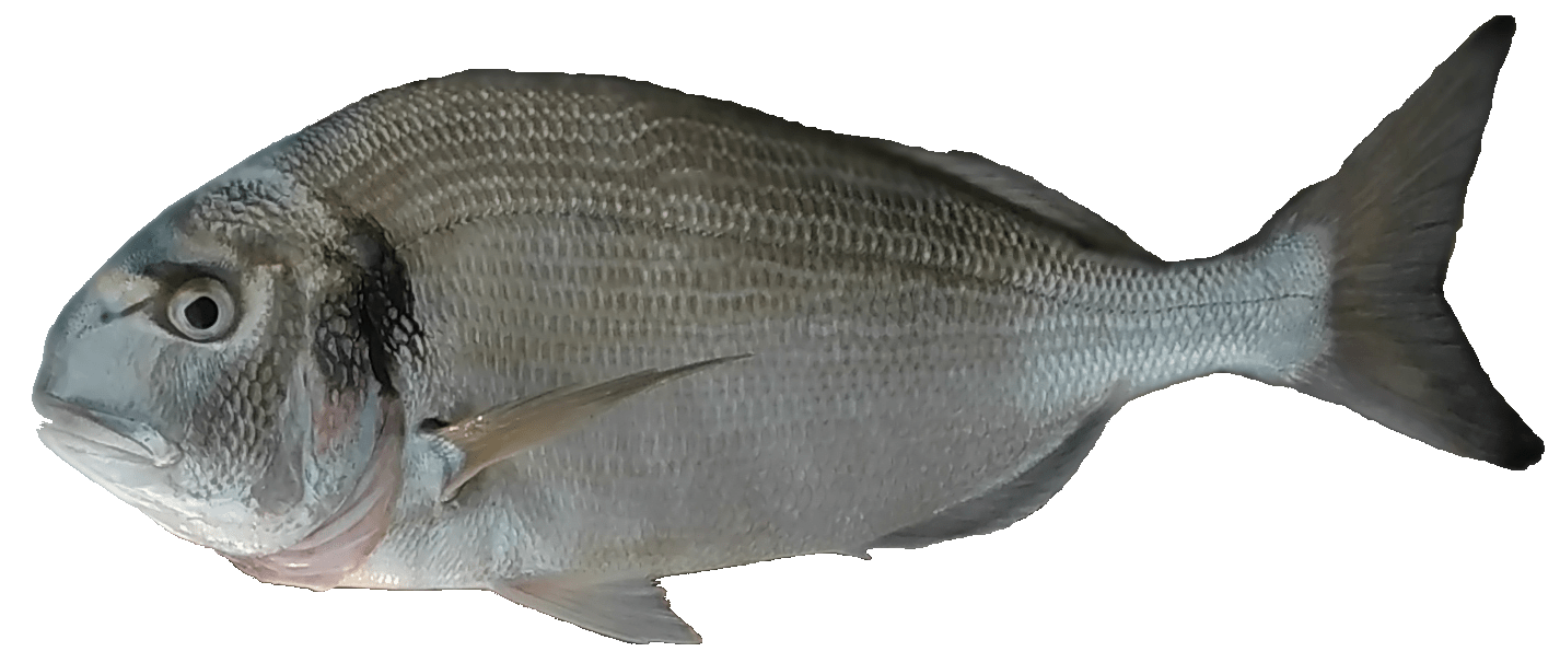 Dorada