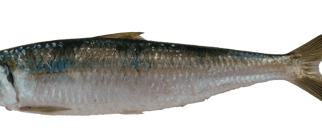 Alacha