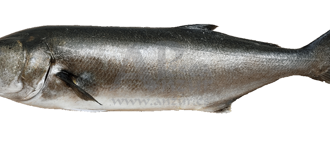 Anjova