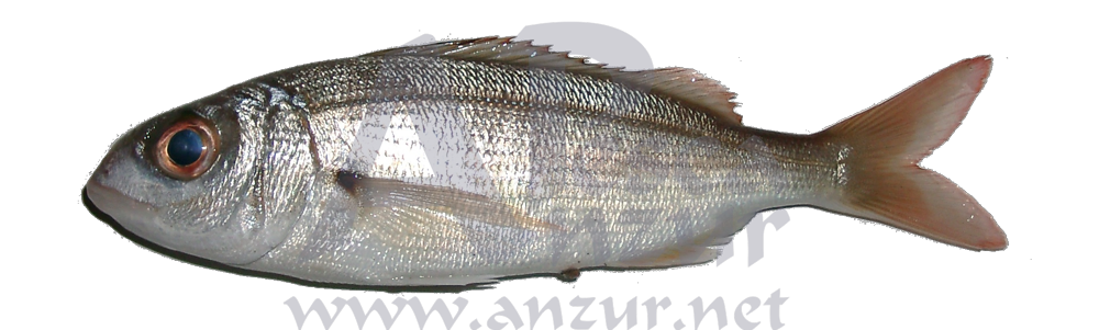 Aligote o besugo blanco