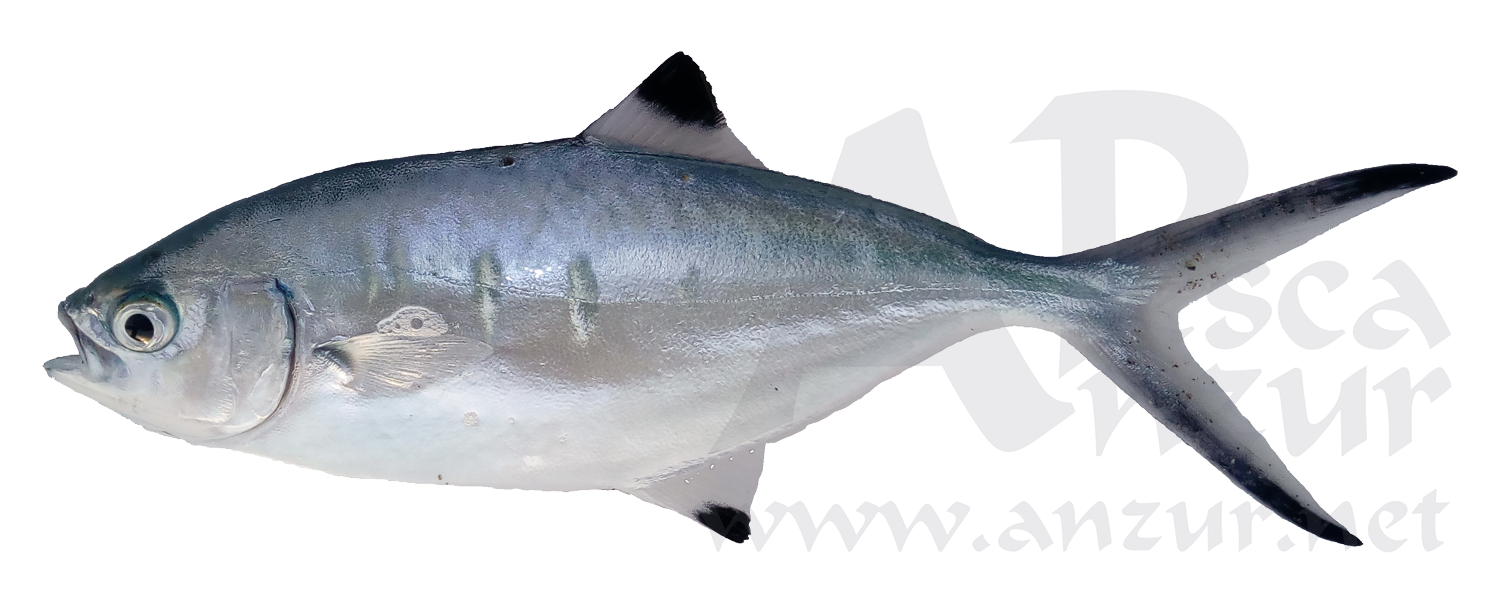 Palometa