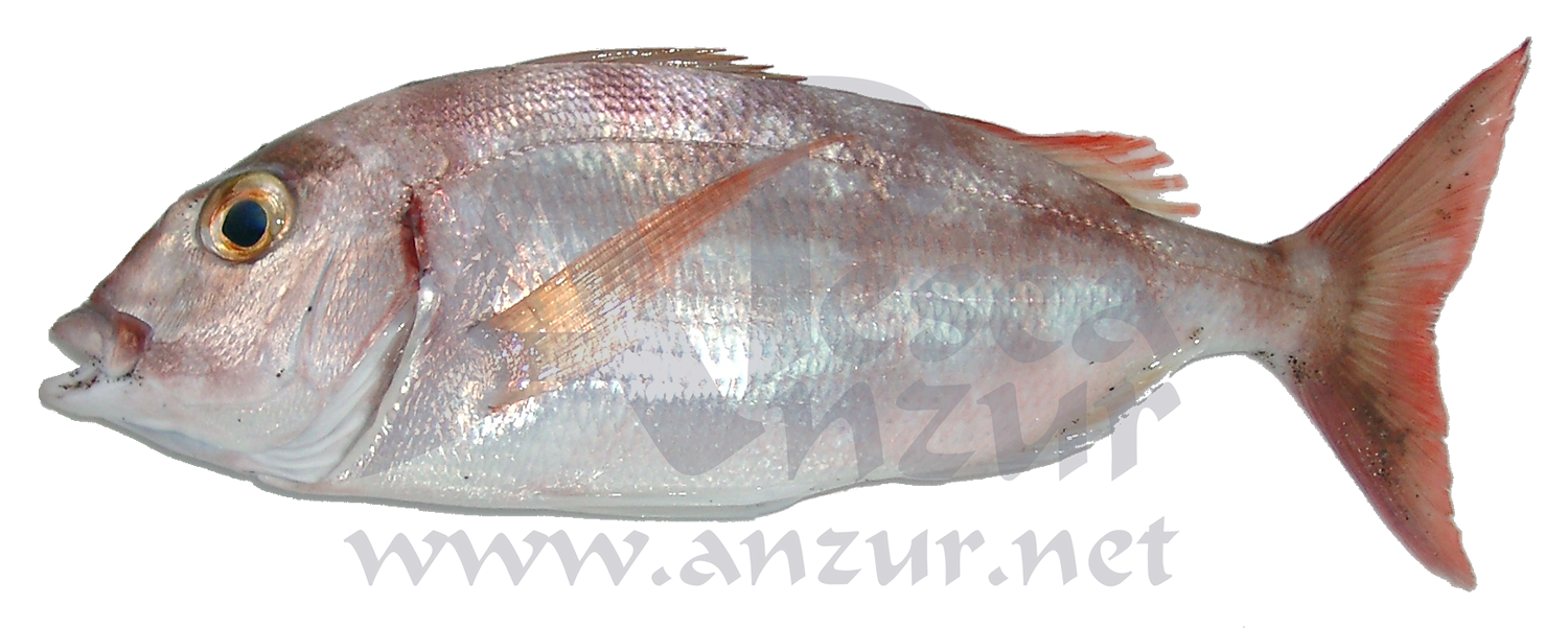 Pargo