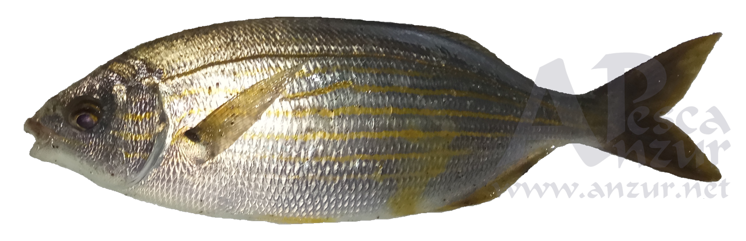 Salema