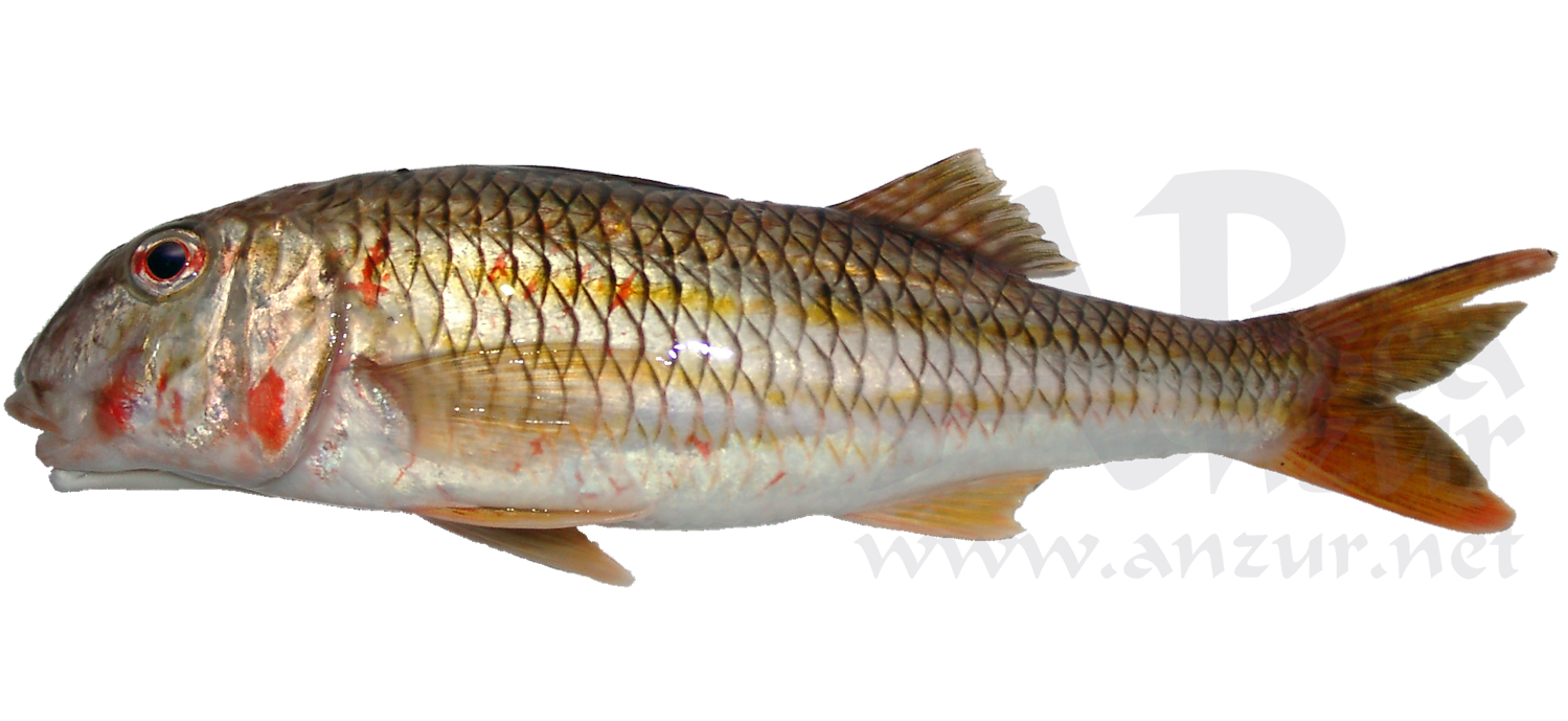 Salmonete