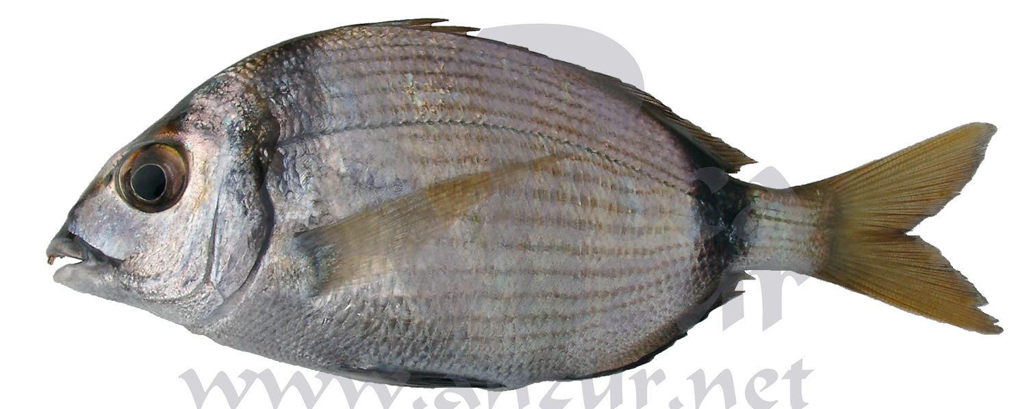 Sargo mojarra