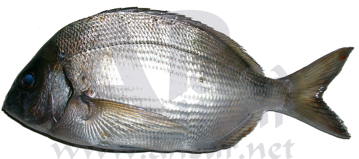 Sargo