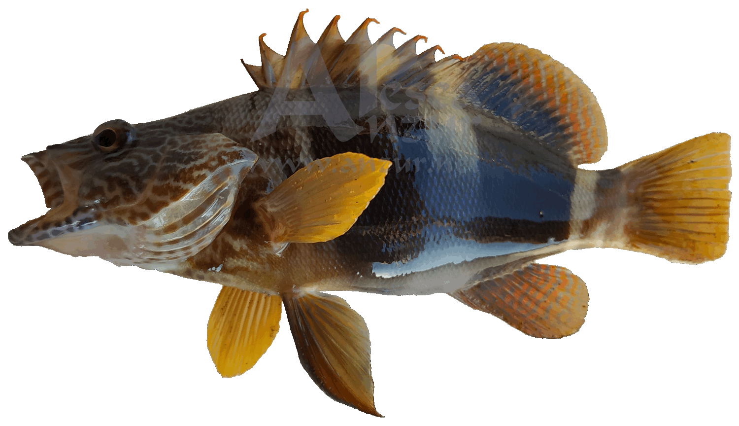 Serrano
