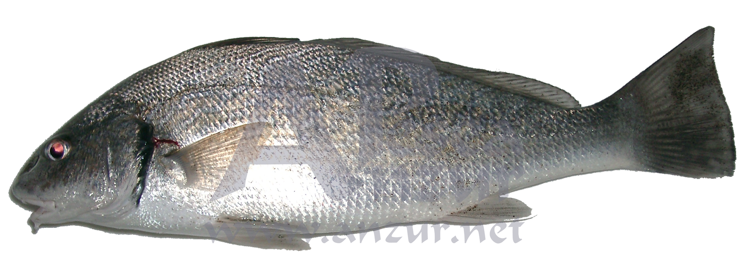 Verrugato